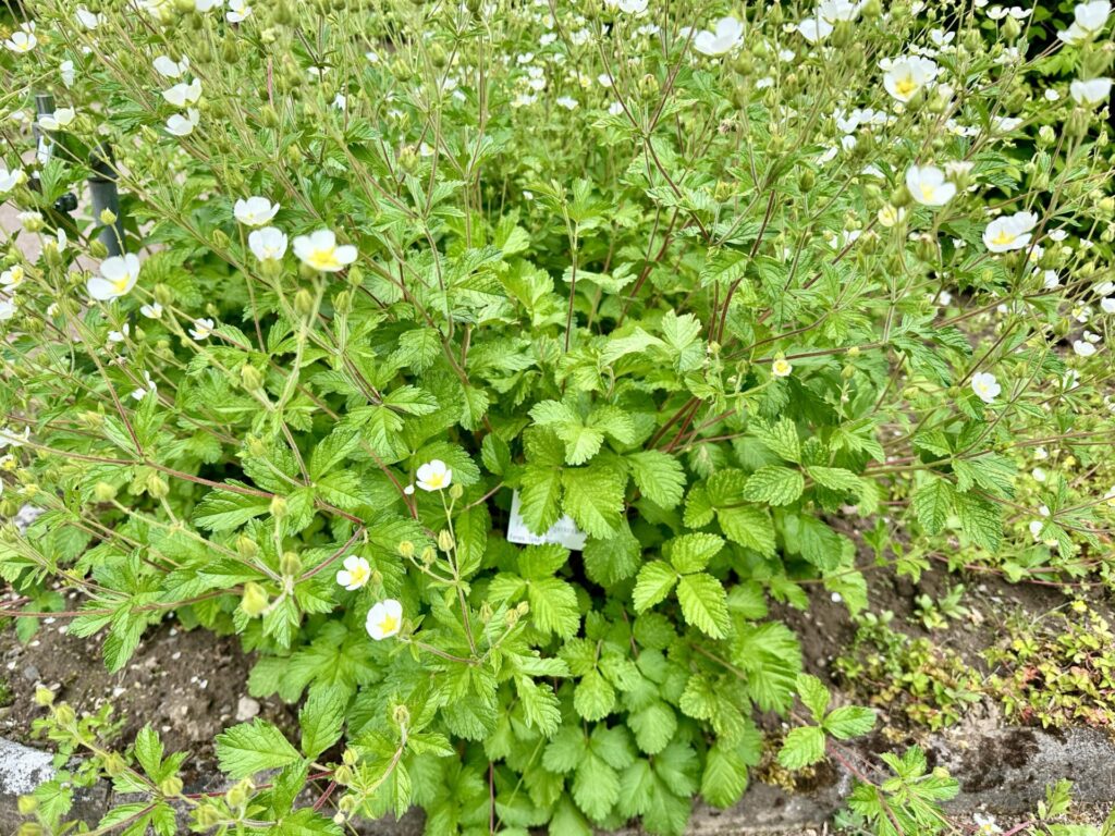 Pflanzenrausch im Botanischen Garten Mainz 🌿