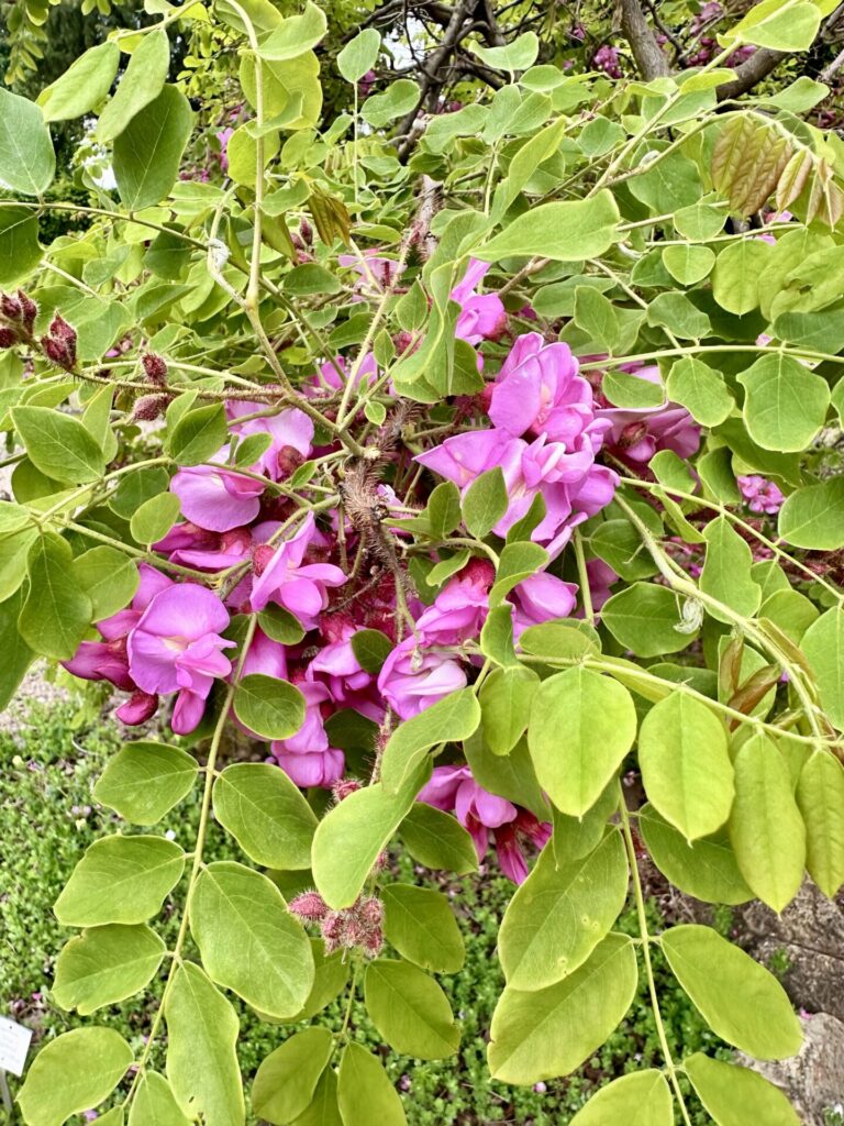 Pflanzenrausch im Botanischen Garten Mainz 🌿