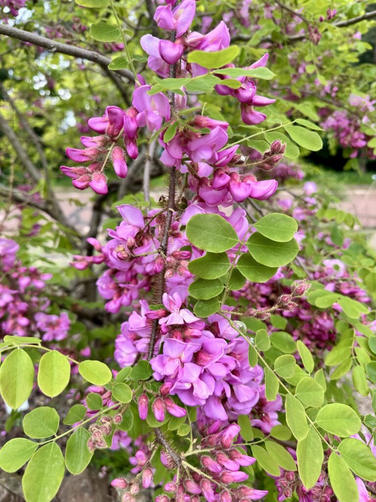 Pflanzenrausch im Botanischen Garten Mainz 🌿