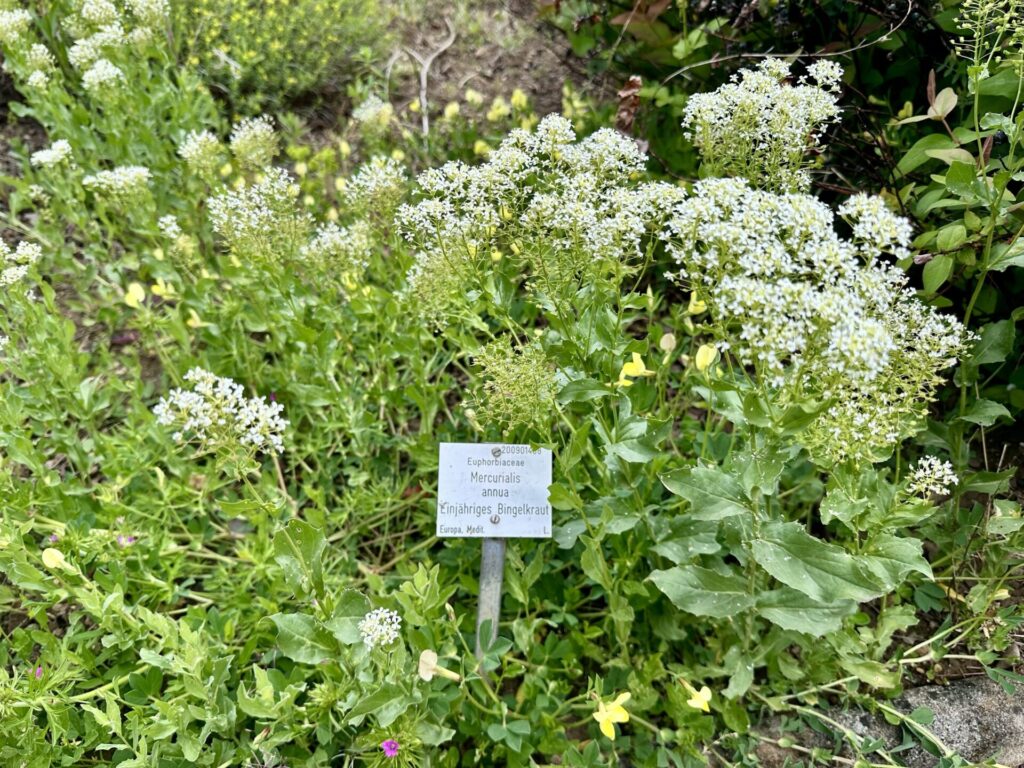 Pflanzenrausch im Botanischen Garten Mainz 🌿
