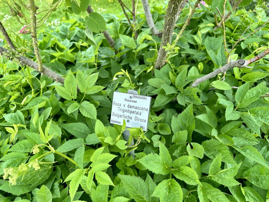 Pflanzenrausch im Botanischen Garten Mainz 🌿