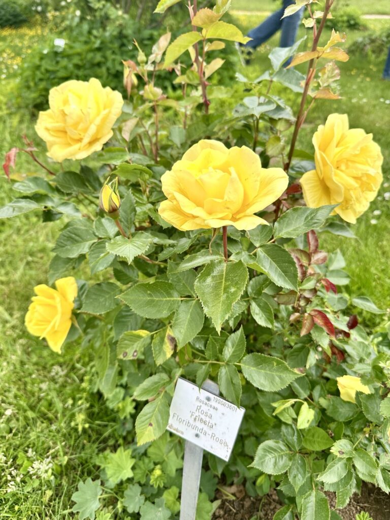 Pflanzenrausch im Botanischen Garten Mainz 🌿