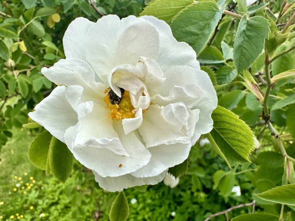 Pflanzenrausch im Botanischen Garten Mainz 🌿
