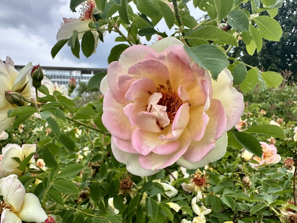 Pflanzenrausch im Botanischen Garten Mainz 🌿