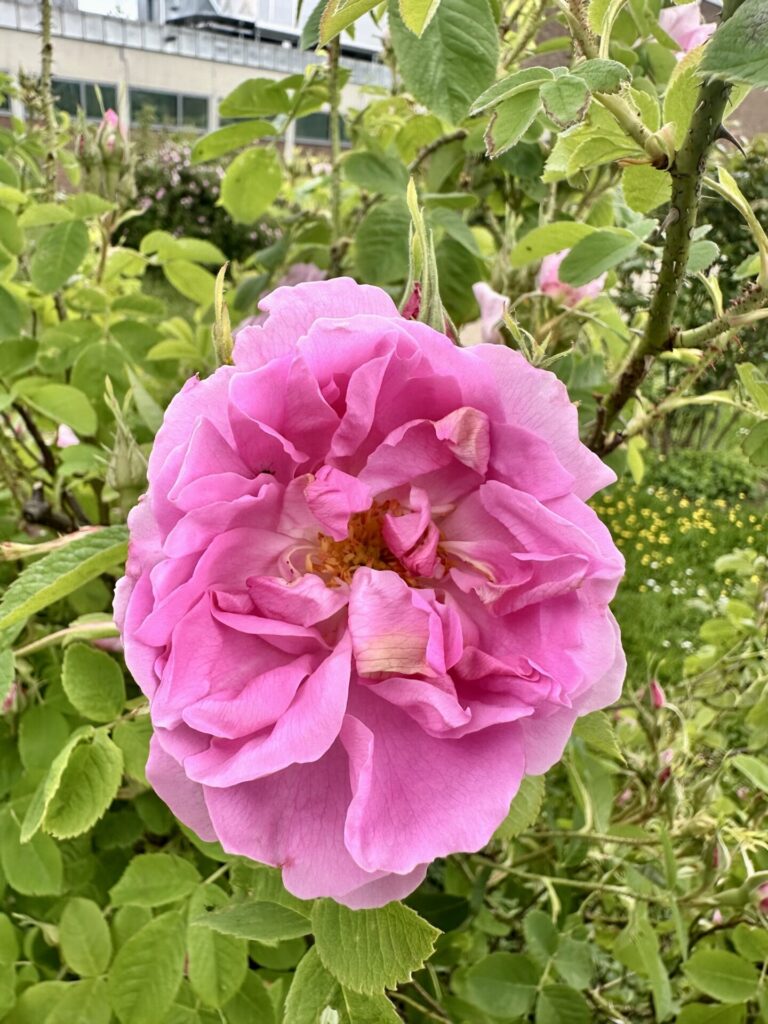 Pflanzenrausch im Botanischen Garten Mainz 🌿