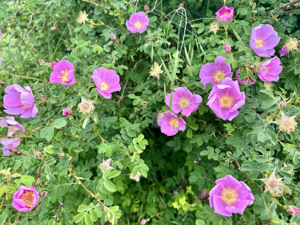 Pflanzenrausch im Botanischen Garten Mainz 🌿