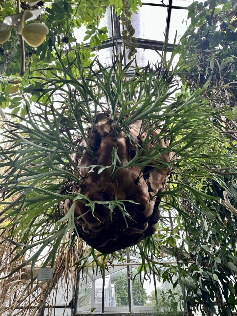 Pflanzenrausch im Botanischen Garten Mainz 🌿