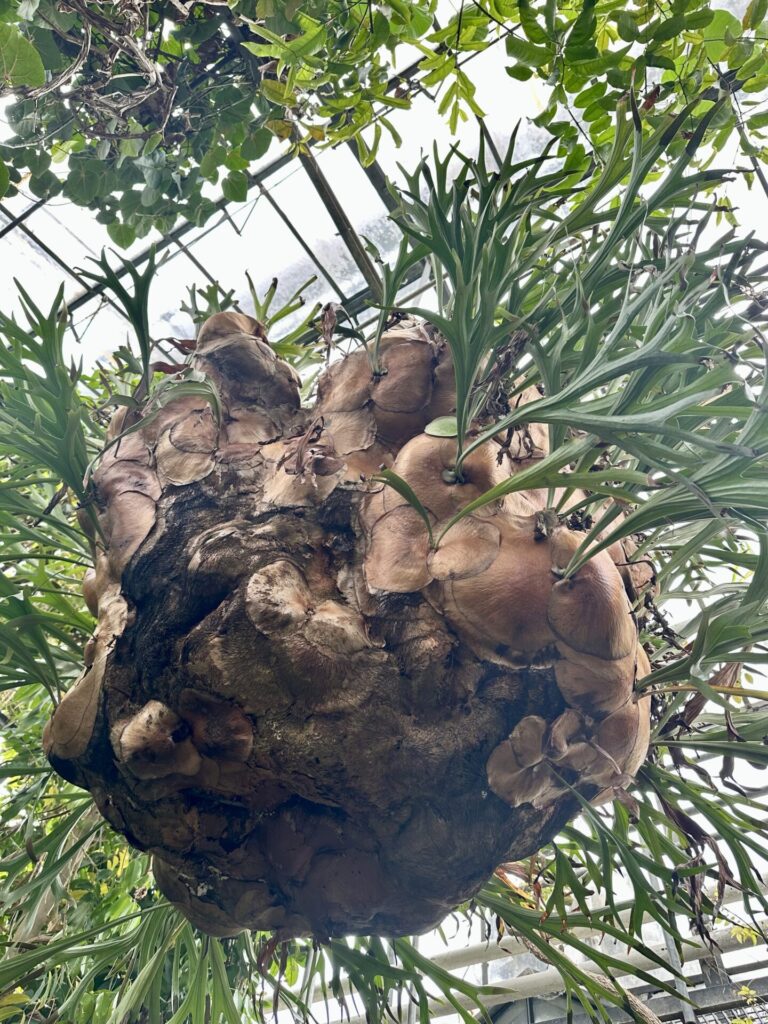 Pflanzenrausch im Botanischen Garten Mainz 🌿