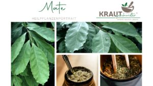 Mate – das grüne Kraftkraut zwischen Konzentration, Ritual und moderner Pflanzenforschung