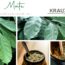 Mate – das grüne Kraftkraut zwischen Konzentration, Ritual und moderner Pflanzenforschung