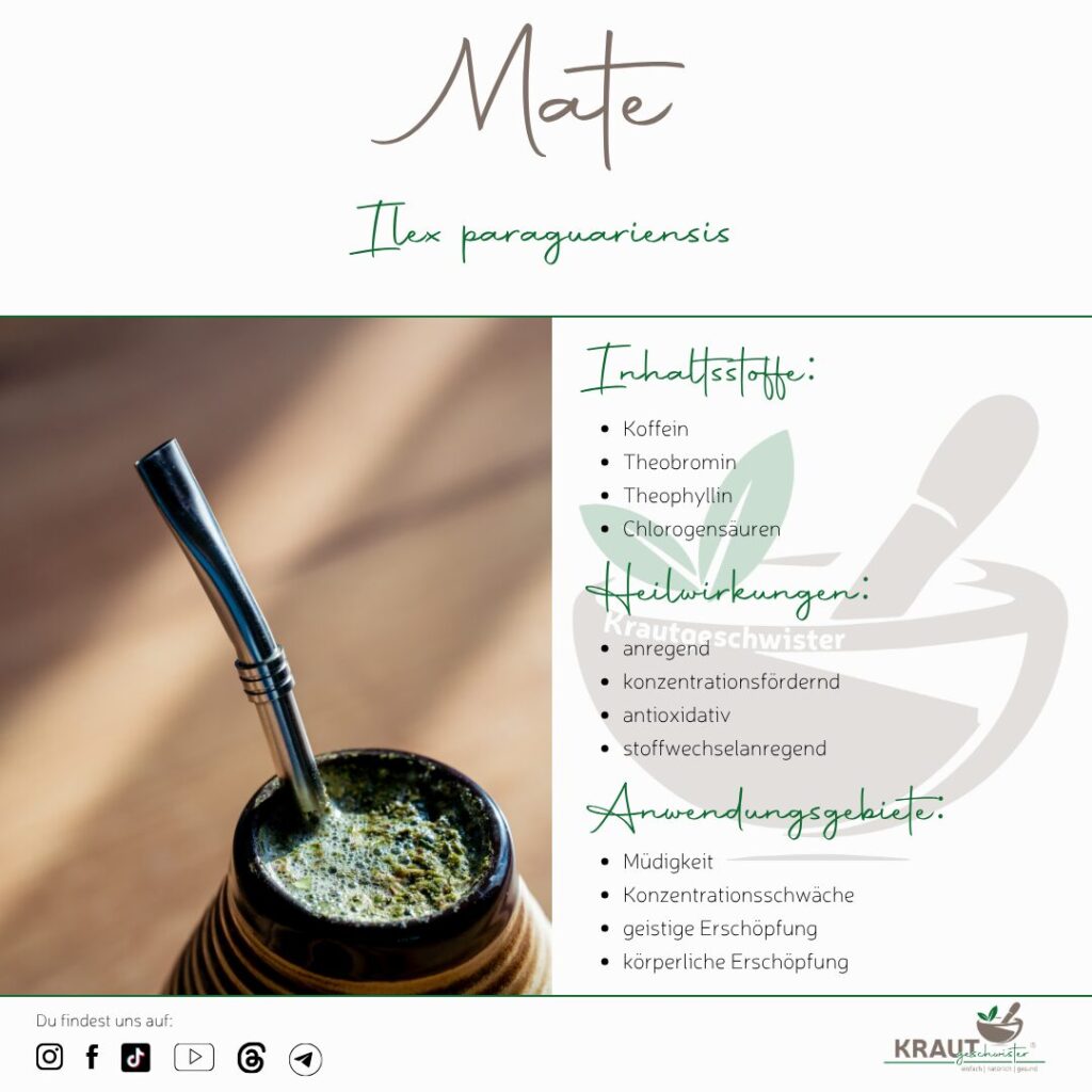 Mate – das grüne Kraftkraut zwischen Konzentration, Ritual und moderner Pflanzenforschung