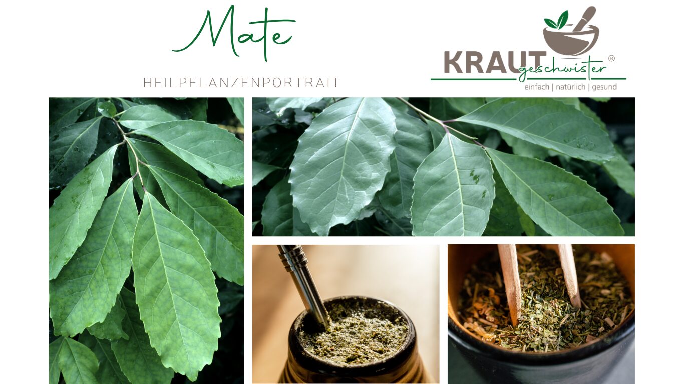 Mate – das grüne Kraftkraut zwischen Konzentration, Ritual und moderner Pflanzenforschung