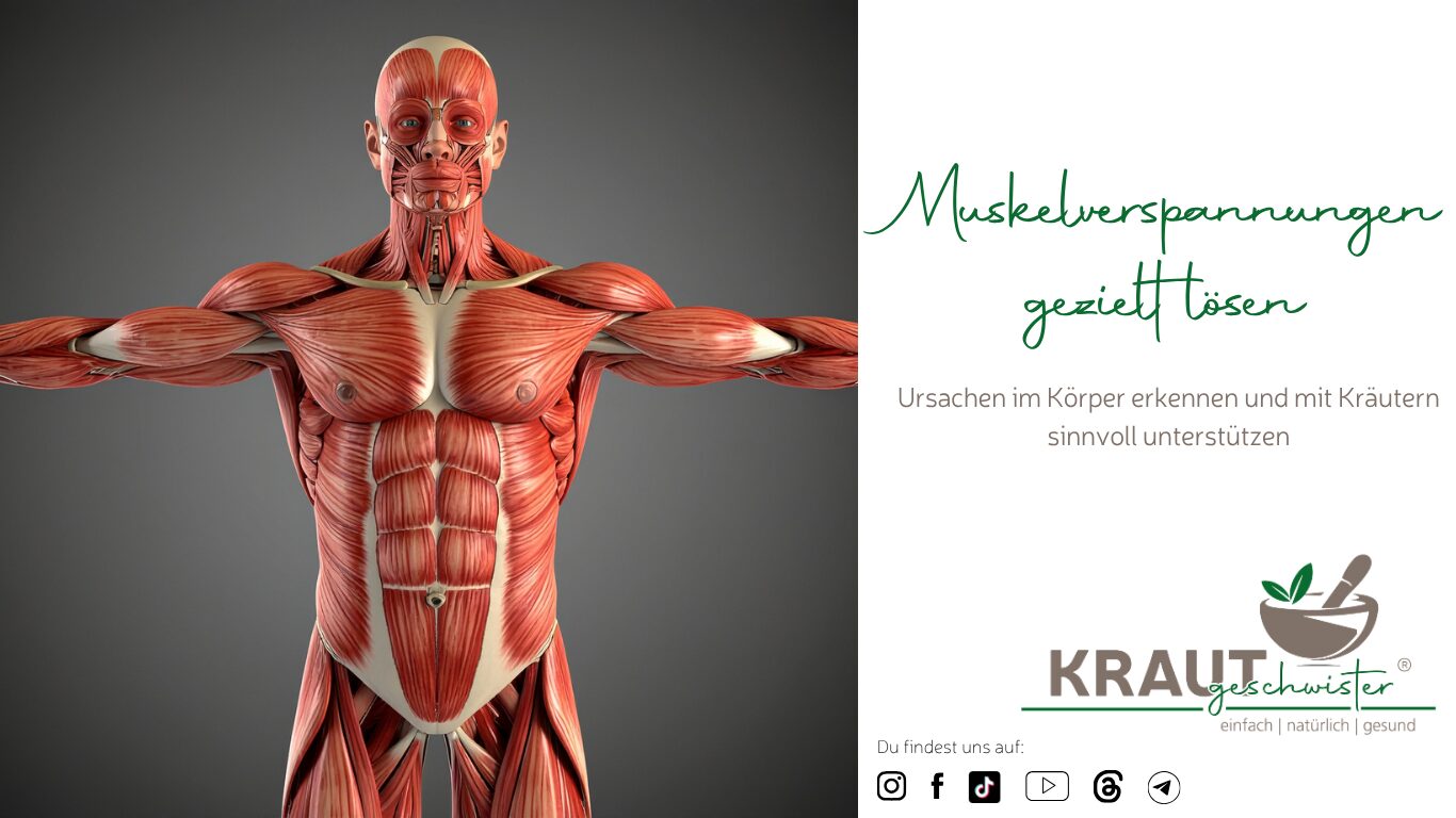 Mehr über den Artikel erfahren Muskelverspannungen gezielt lösen