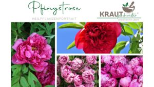 Pfingstrose &ndash; die untersch&auml;tzte Heilpflanze hinter einer der sch&ouml;nsten Gartenbl&uuml;ten