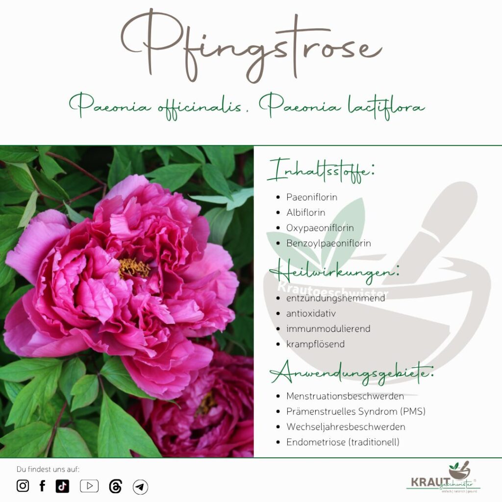 Pfingstrose &ndash; die untersch&auml;tzte Heilpflanze hinter einer der sch&ouml;nsten Gartenbl&uuml;ten