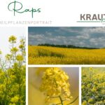 Raps Heilpflanzenportrait