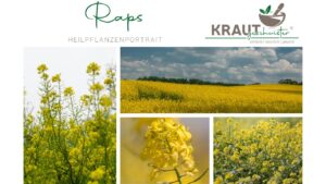 Raps Heilpflanzenportrait