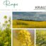 Raps Heilpflanzenportrait