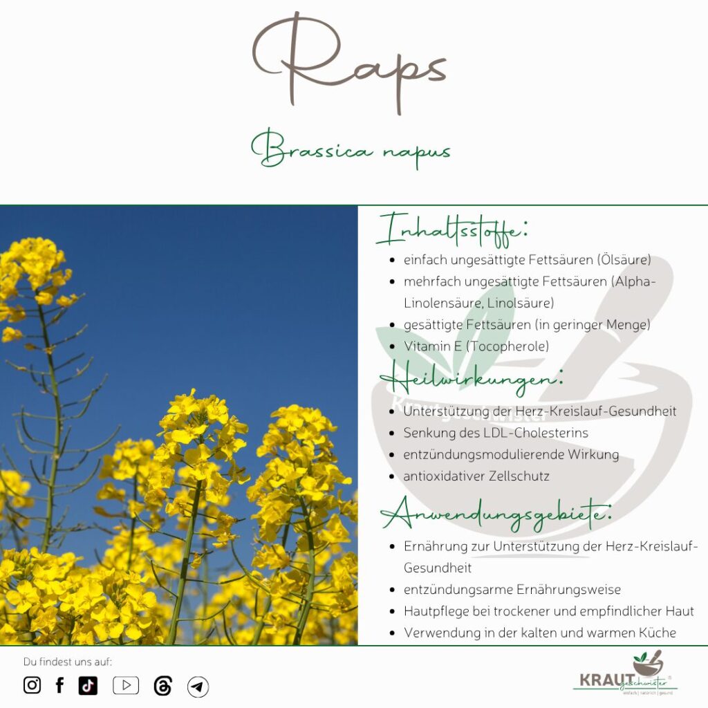 Raps Heilpflanzenportrait