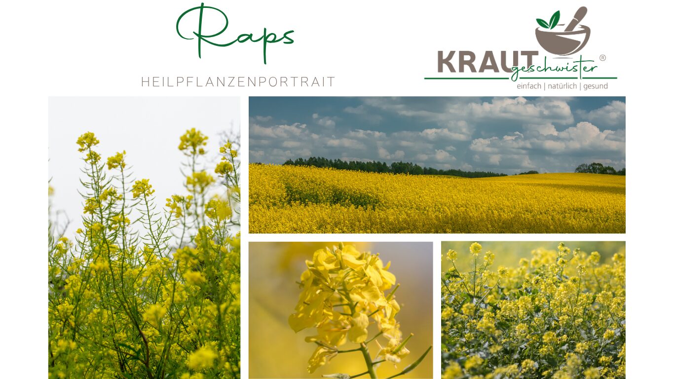 Mehr über den Artikel erfahren Raps Heilpflanzenportrait