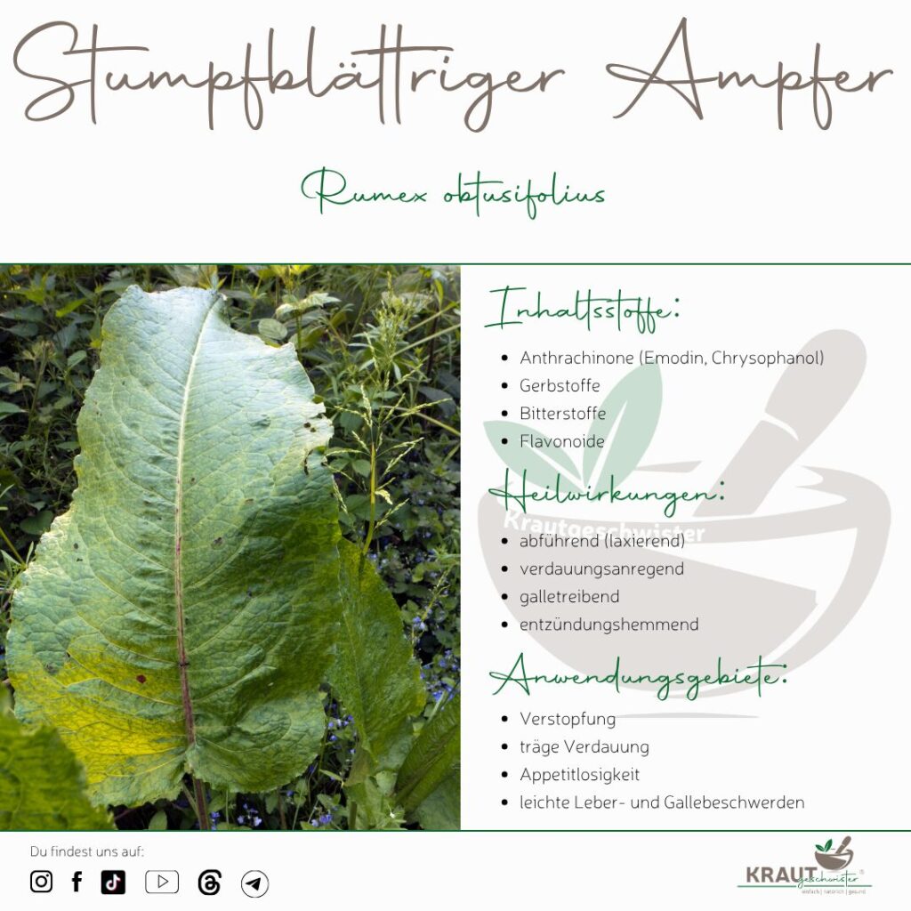 Stumpfbl&auml;ttriger Ampfer Heilpflanzenportrait