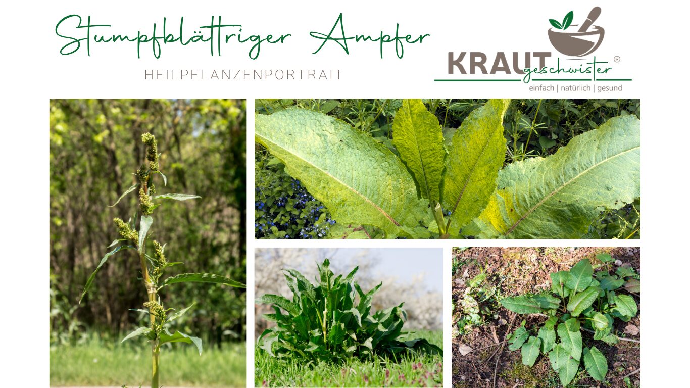 Mehr über den Artikel erfahren Stumpfblättriger Ampfer Heilpflanzenportrait