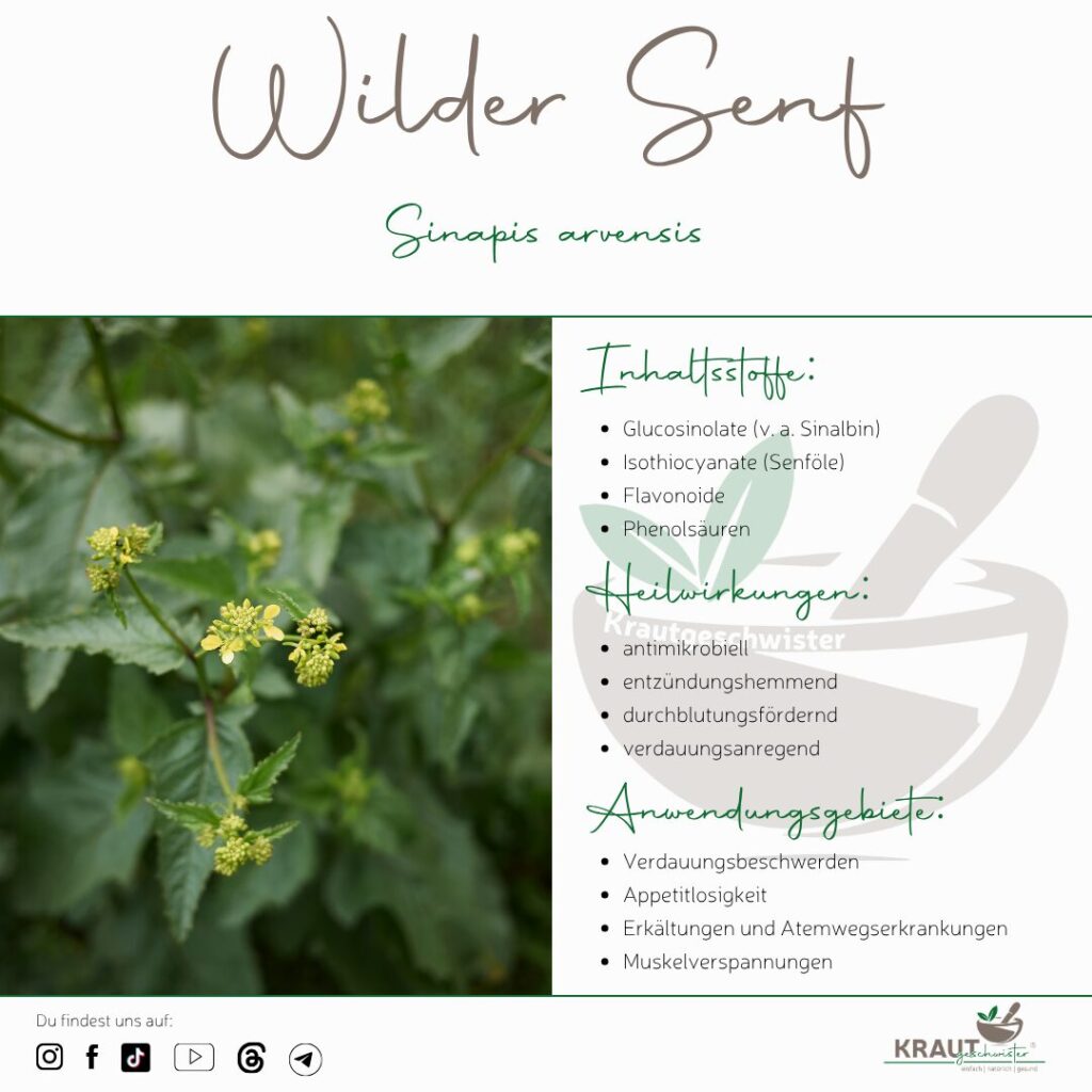 Wilder Senf Heilpflanzenportrait