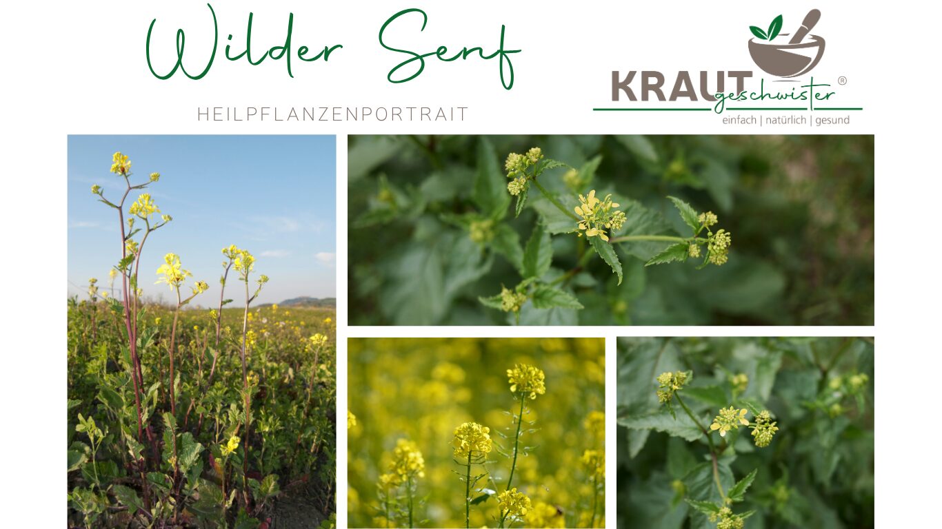 Wilder Senf Heilpflanzenportrait