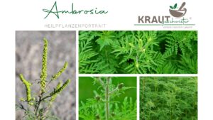 Ambrosia – Die Pflanze, die unsere Allergiesaison verändert