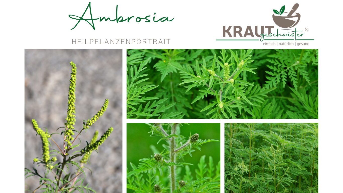Ambrosia – Die Pflanze, die unsere Allergiesaison verändert