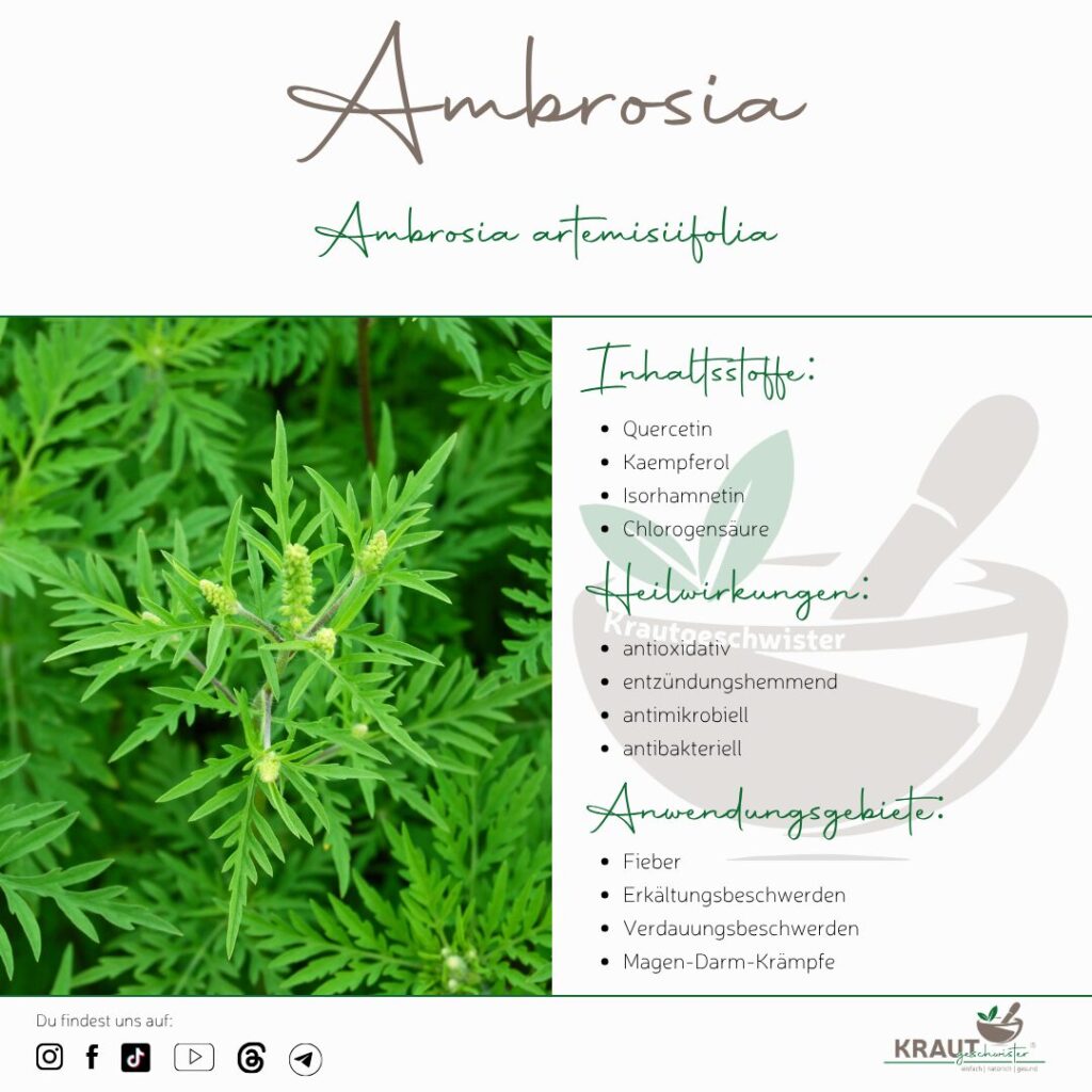 Ambrosia – Die Pflanze, die unsere Allergiesaison verändert