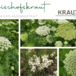 Bischofskraut Heilpflanzenportrait