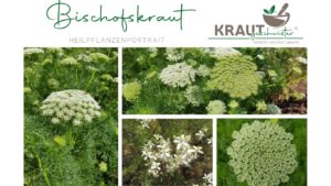 Bischofskraut Heilpflanzenportrait