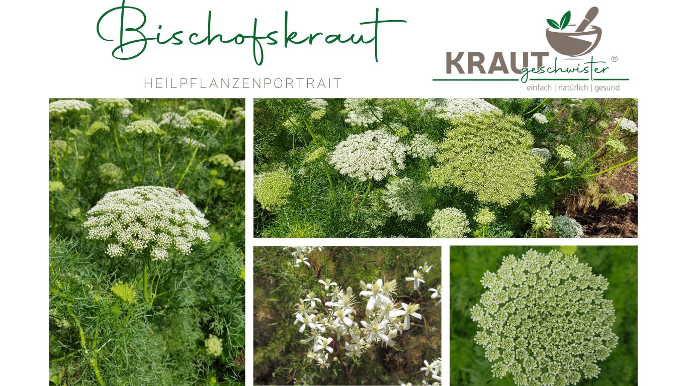 Bischofskraut Heilpflanzenportrait