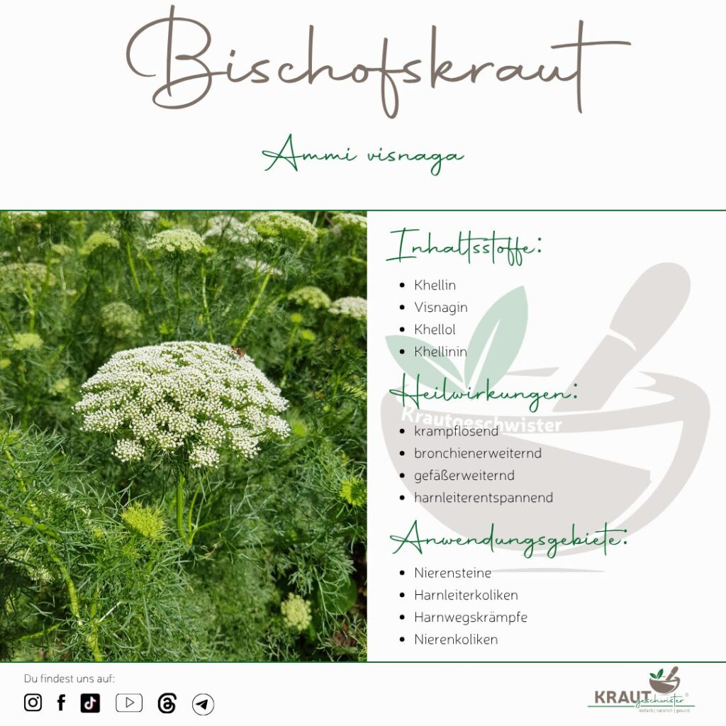 Bischofskraut Heilpflanzenportrait