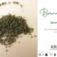 Brennnesselsamen: Die unterschätzten Kraftpakete der Brennnessel