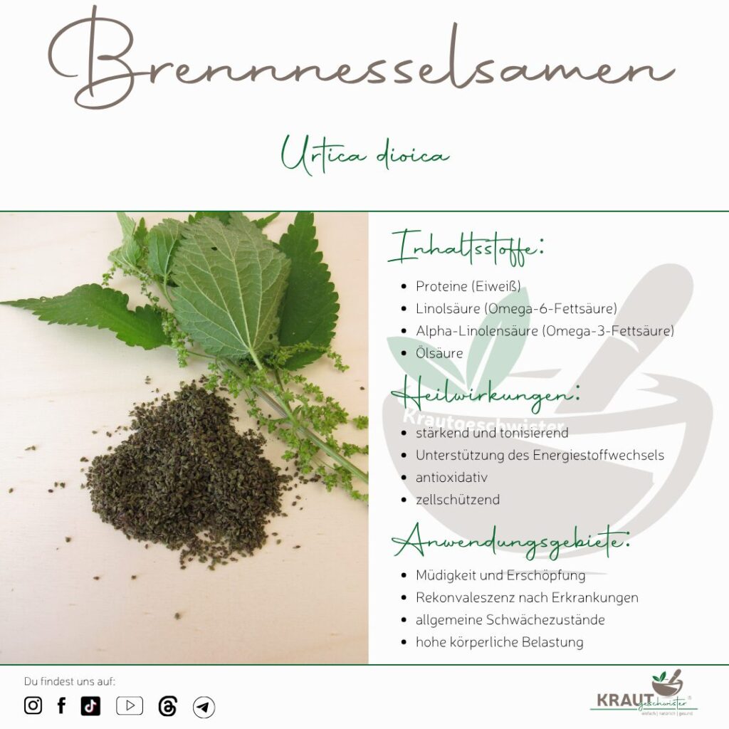 Brennnesselsamen: Die unterschätzten Kraftpakete der Brennnessel