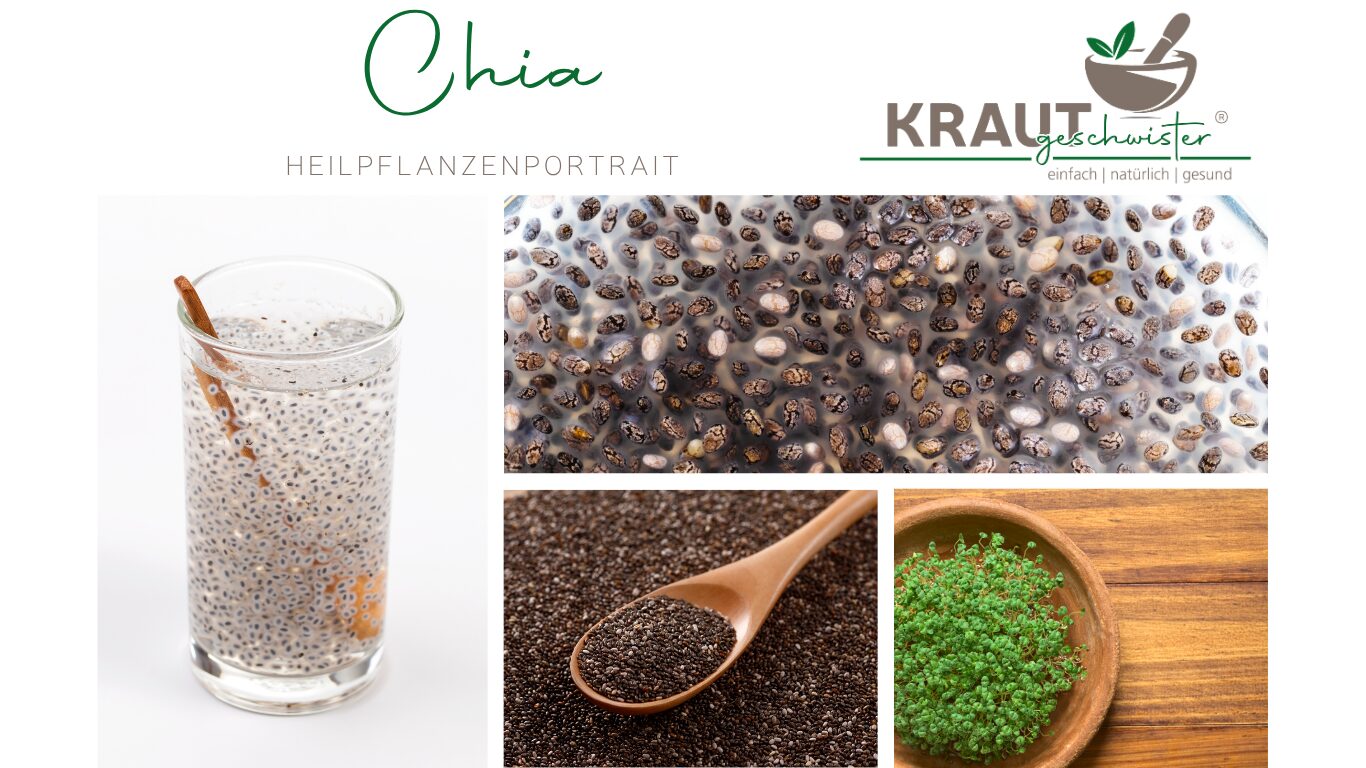 Chia &ndash; kleine Samen mit erstaunlicher Quellkraft