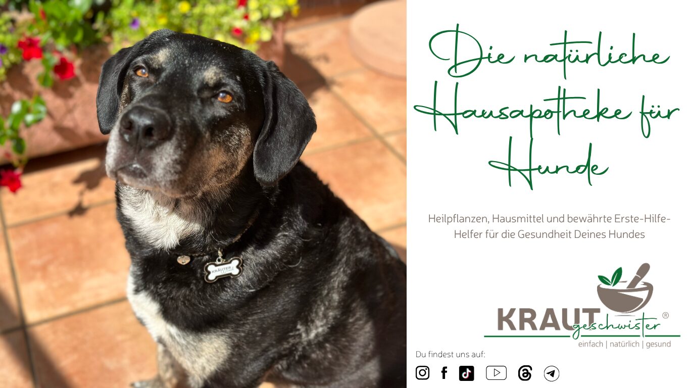 Mehr über den Artikel erfahren Die natürliche Hausapotheke für Hunde