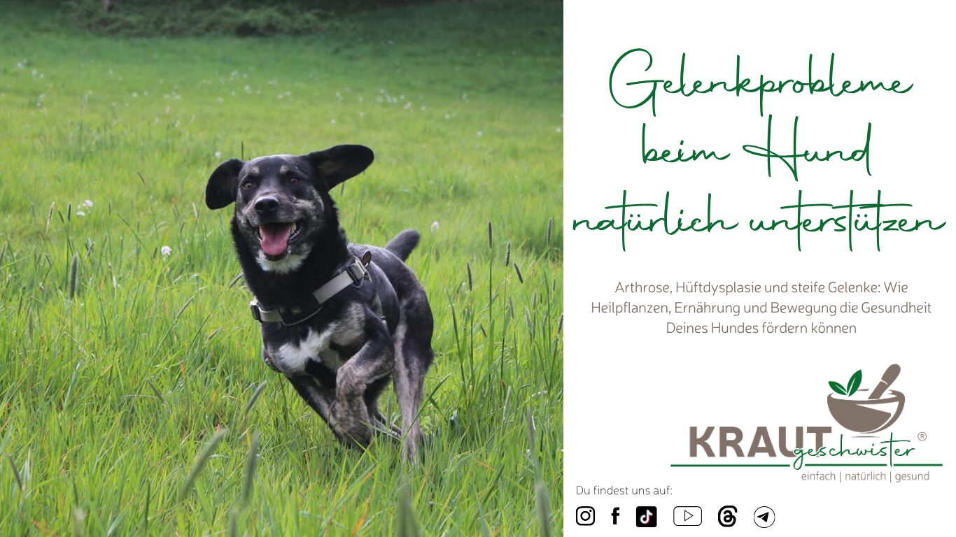 Mehr über den Artikel erfahren Gelenkprobleme beim Hund natürlich unterstützen