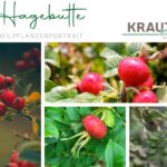Hagebutten: Kleine Früchte, große Pflanzenchemie