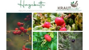 Hagebutten: Kleine Fr&uuml;chte, gro&szlig;e Pflanzenchemie