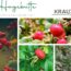 Hagebutten: Kleine Früchte, große Pflanzenchemie