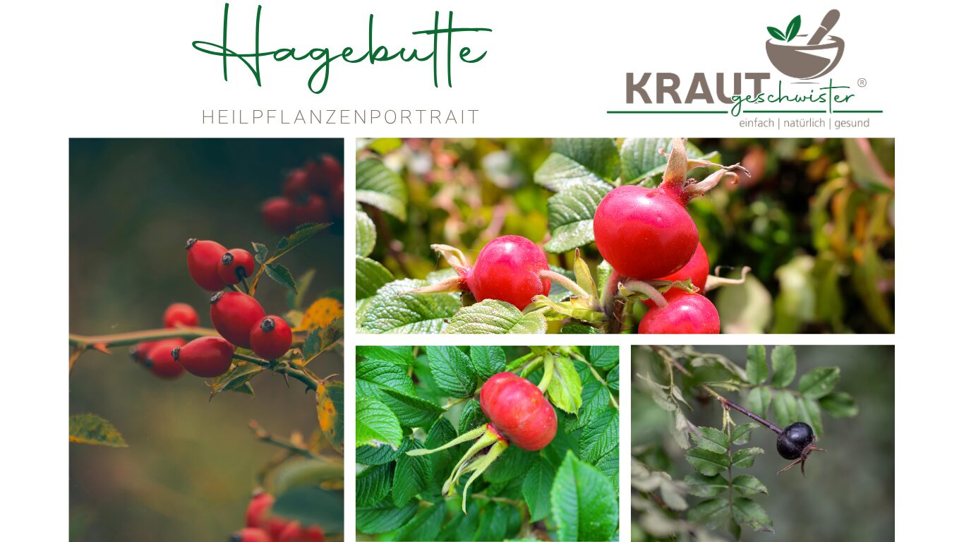Mehr über den Artikel erfahren Hagebutten: Kleine Früchte, große Pflanzenchemie