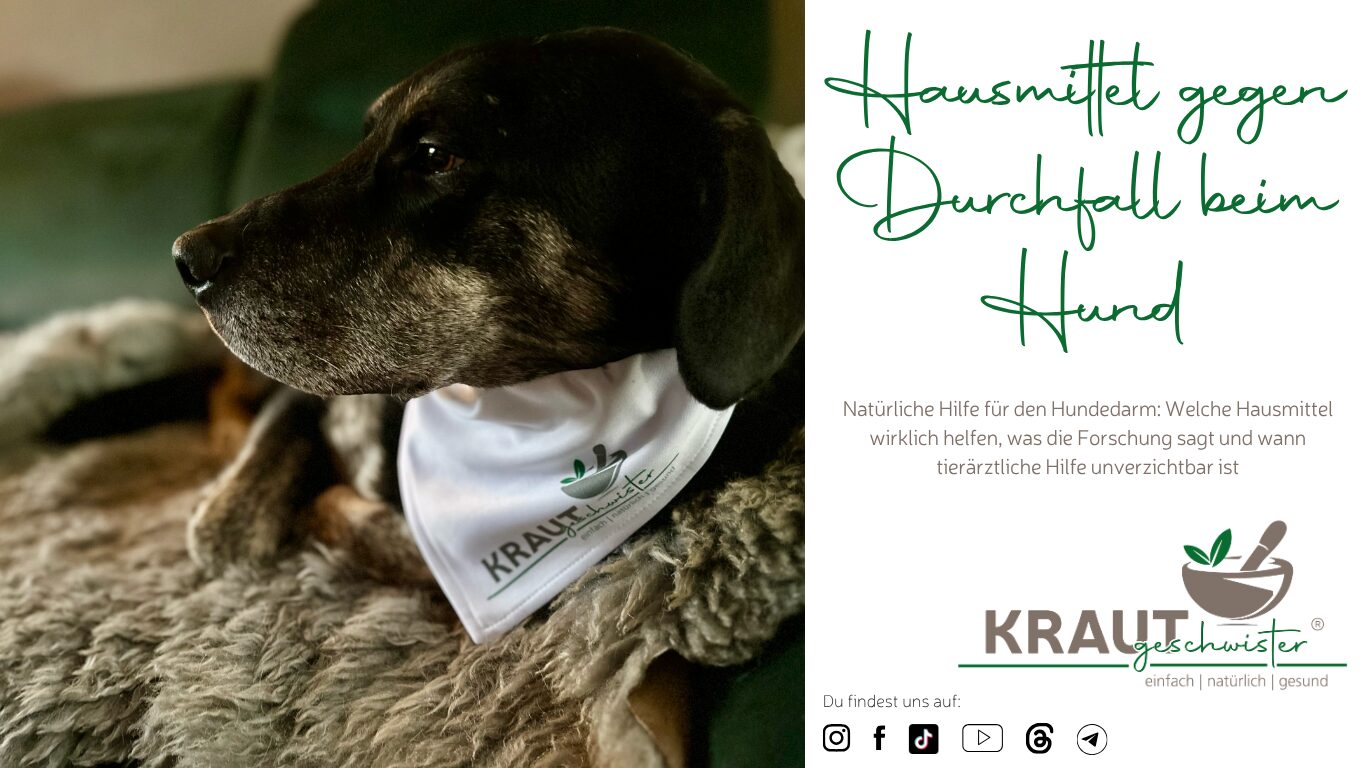 Mehr über den Artikel erfahren Hausmittel gegen Durchfall beim Hund