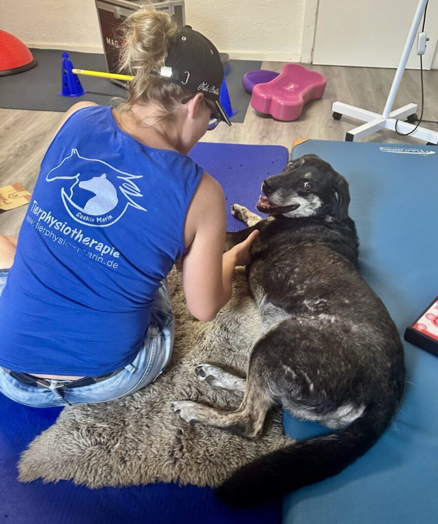 Gelenkprobleme beim Hund natürlich unterstützen