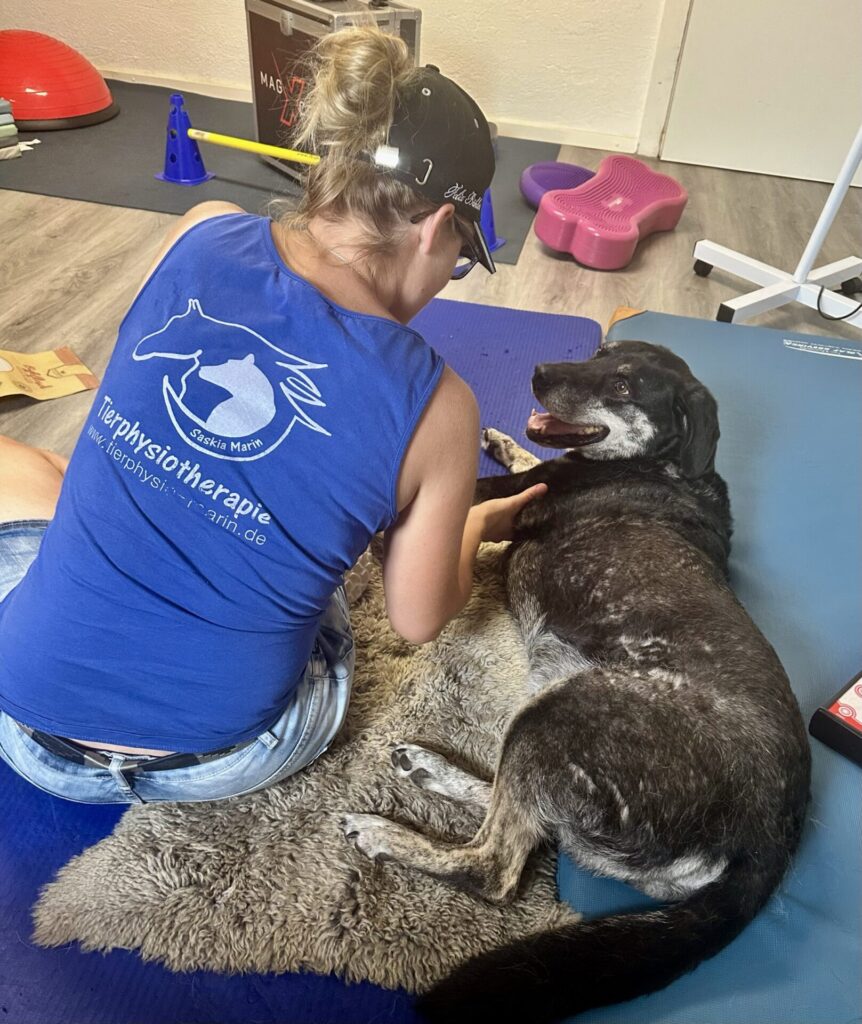 Gelenkprobleme beim Hund natürlich unterstützen