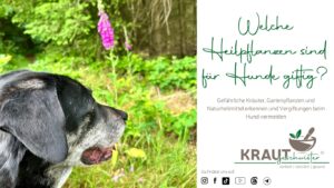 Welche Heilpflanzen sind für Hunde giftig?