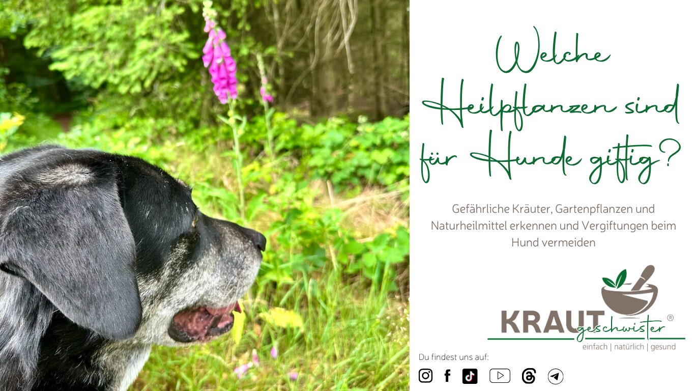 Mehr über den Artikel erfahren Welche Heilpflanzen sind für Hunde giftig?