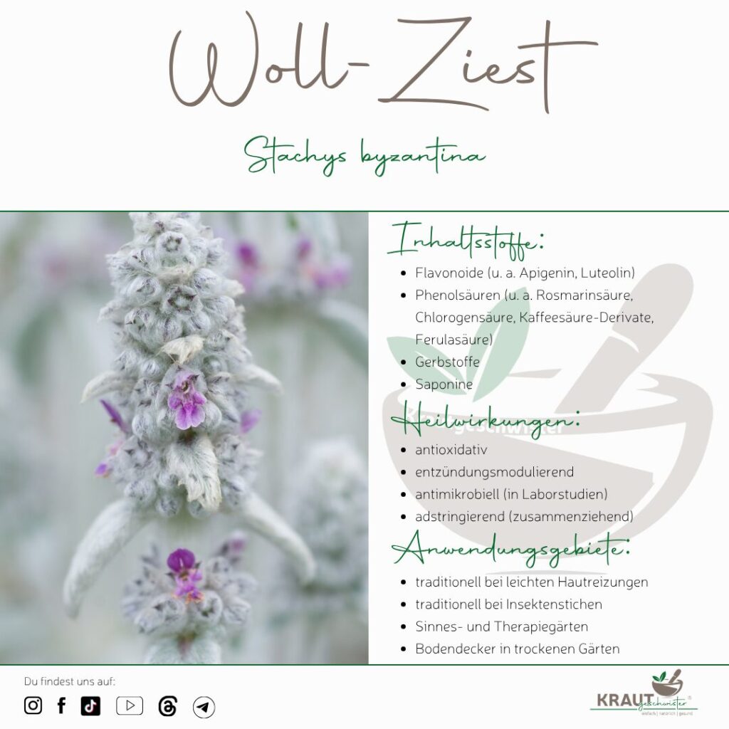 Woll-Ziest: Das samtige Pflaster aus dem Garten